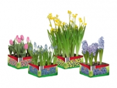 Blumenzwiebeln CHF 4.99