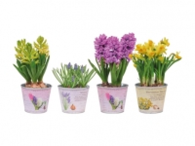 Blumenzwiebeln im Zinktopf CHF 2.99