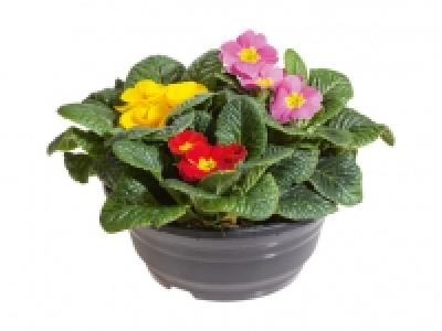 Primula Tricolor CHF&nbsp;3.99