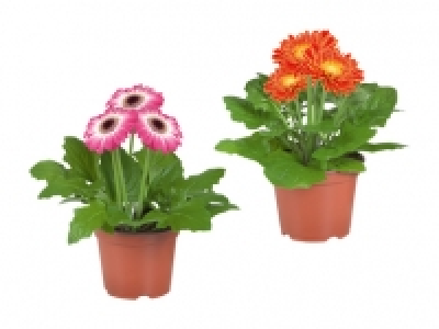 Gerbera-Mix CHF 2.99