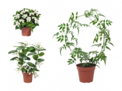 Jasminum, Stephanotis-Bogen und Gardenia Busch CHF 6.99