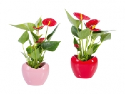 Anthurium in Herzkeramik CHF 5.99