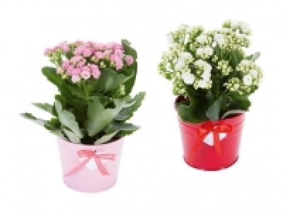 Kalanchoe im Zinktopf mit Herz CHF 3.99