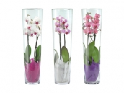 Phalaenopsis 2-Trieber im Glas CHF 19.99