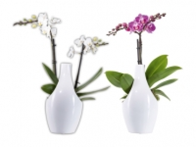 Phalaenopsis in Designkeramik CHF 9.99