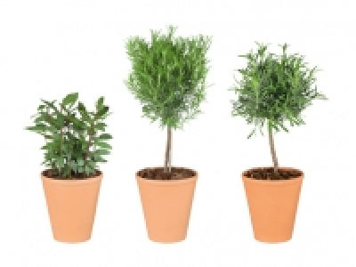 Italienische Kräuterstämmchen CHF 6.99