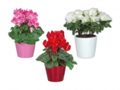 Alpenveilchen und Azaleen in Keramik CHF 4.99