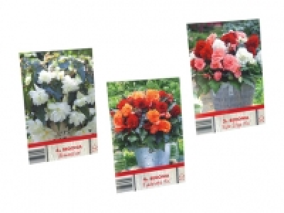 Blumenzwiebeln «Begonien» CHF 2.99