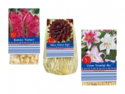 Blumenzwiebeln «Standard» CHF 1.79