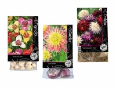Blumenzwiebeln «Premium» CHF 2.99