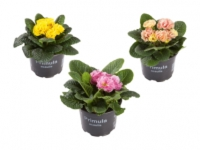 Gef&uuml;llte Fr&uuml;hlingsprimeln CHF&nbsp;2.99