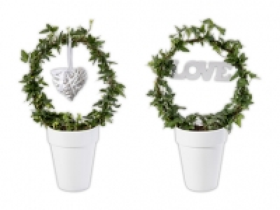 Hedera Bogen CHF 9.99