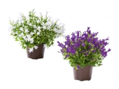 Glockenblume Get Mee CHF 3.99