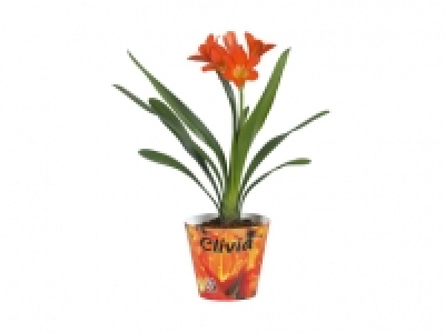 Clivia Miniata CHF 7.99