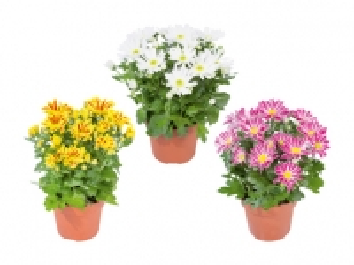 Chrysanthemen «Elle Fleur» CHF 4.49