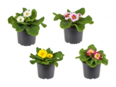 Primula acaulis Mix CHF 1.49