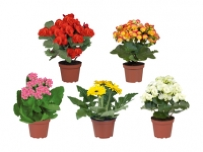 Bl&uuml;hpflanzenmix in Dekot&uuml;ten CHF&nbsp;2.99