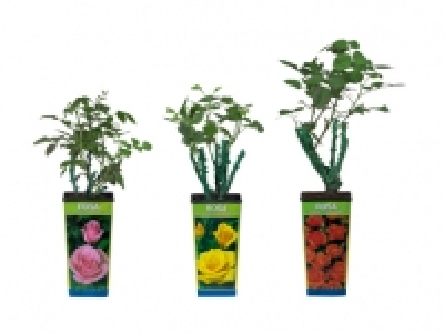 Veredelte Gartenrosen CHF 3.99