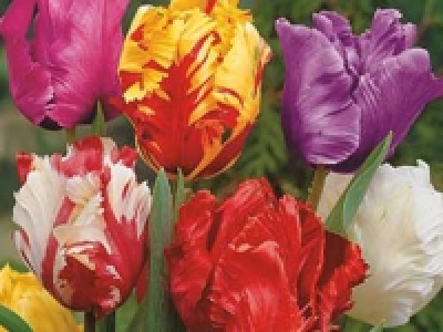 Tulpen Papageien CHF 5.99