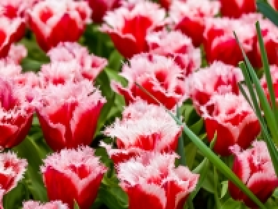 Tulpen gefranst CHF 4.99