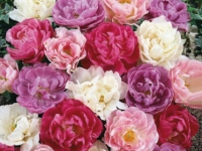 Tulpen gefüllt CHF 4.99