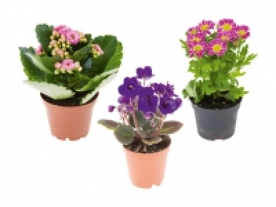 Mini Blühpflanzenmix CHF 1.49