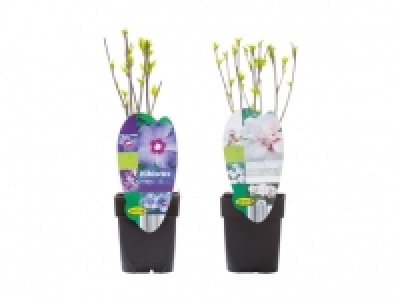 Hibiskusmix CHF&nbsp;3.99
