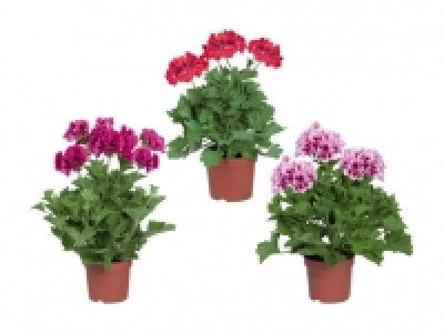 Pelargonium Grandiflorum CHF 2.99