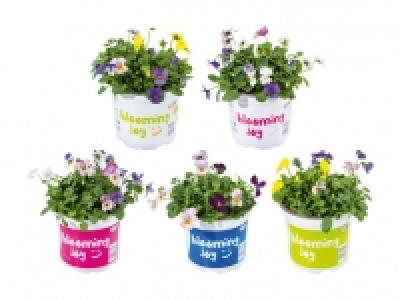Viola Festival Colours CHF 1.99