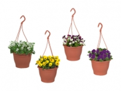 Hornveilchen-Ampel CHF 3.99