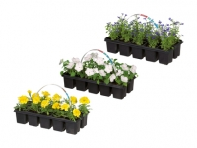 Beetpflanzenmix CHF 1.99