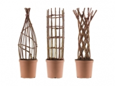 Geflochtene Salix Weide CHF 14.99