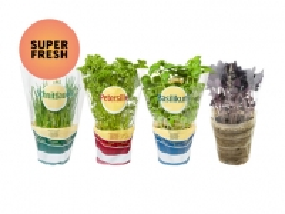 Gartenkräuter CHF 1.29