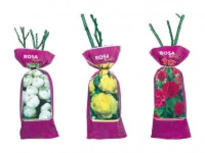 Exklusive Edel-, Beet- und Kletterrosen CHF&nbsp;3.99