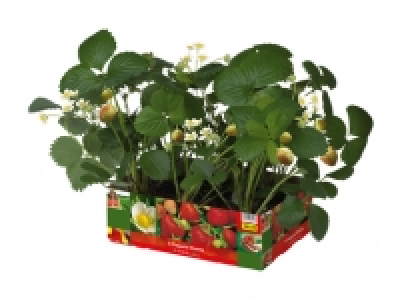 Erdbeerpflanzen CHF 3.99