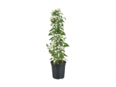 Jasmin Solanum Säule CHF 13.99