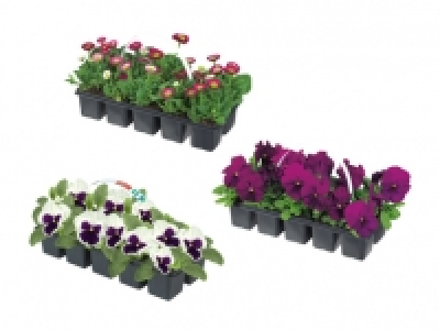 Frühlingsblüher CHF 2.79