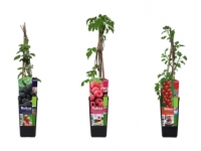 Beerensträucher CHF 4.99