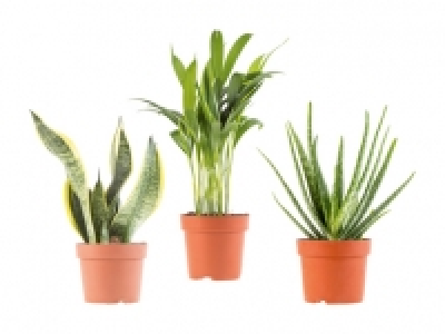 Air-Purifying Plants CHF 3.99