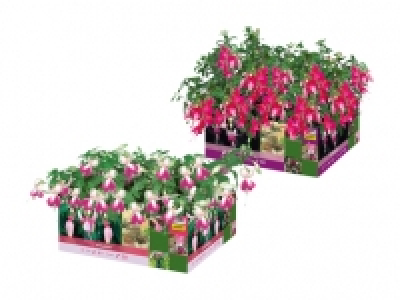 Fuchsien CHF 3.99