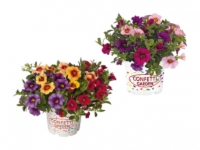 Calibrachoa Trio CHF 2.99