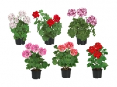 Geranien stehend/ h&auml;ngend CHF&nbsp;1.49