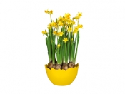 Narzissen in Eierschale CHF 4.99