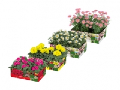Beetpflanzen CHF 3.99