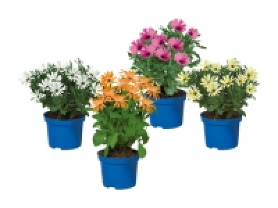 Osteospermum CHF 1.79