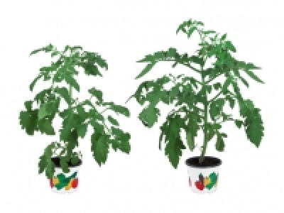 Gem&uuml;sepflanzen CHF&nbsp;1.99