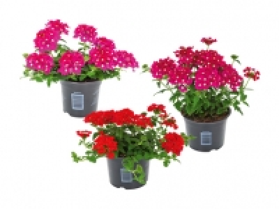 Verbena CHF 2.99