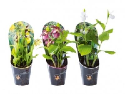 Gartenorchideen CHF 14.99
