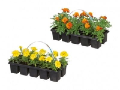 Tagetes CHF 2.99