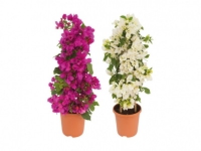 Bougainvillea Pyramide CHF 19.99